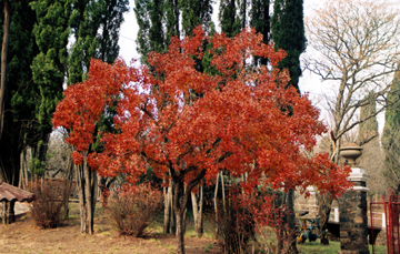 arbol